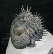 Spiny Enrolled Drotops Armatus Trilobite (Reduced Price!) #8644-1
